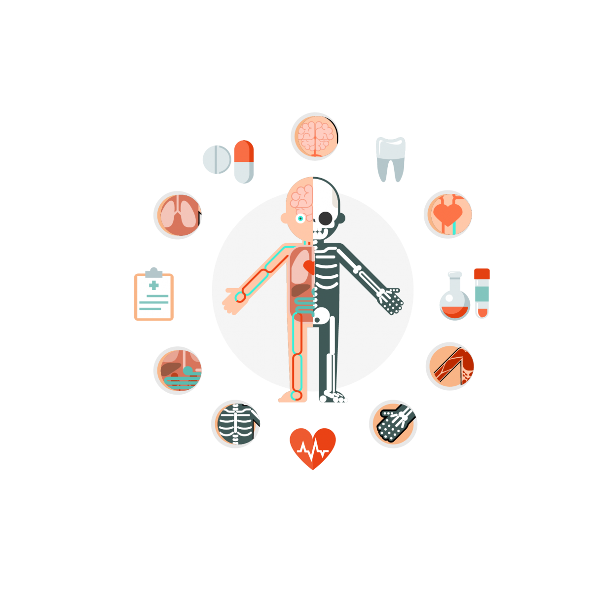 Anatomy